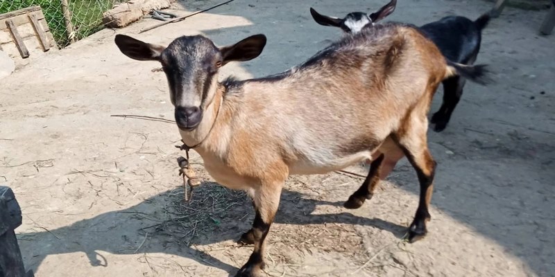 Nằm mơ thấy dê cái cảnh báo về các mâu thuẫn nhỏ